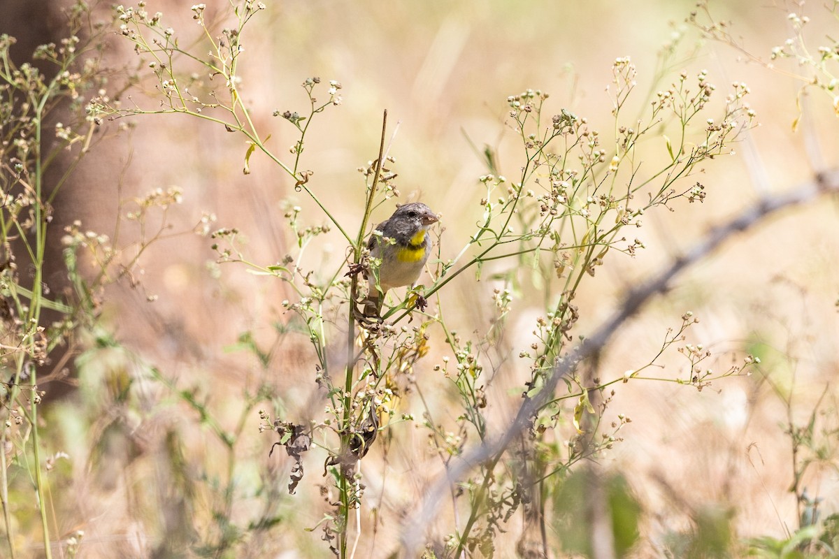 Salvadori's Serin - ML211885111