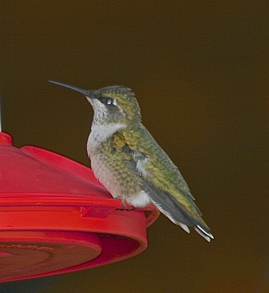 Ruby-throated Hummingbird - Eric Rasmussen