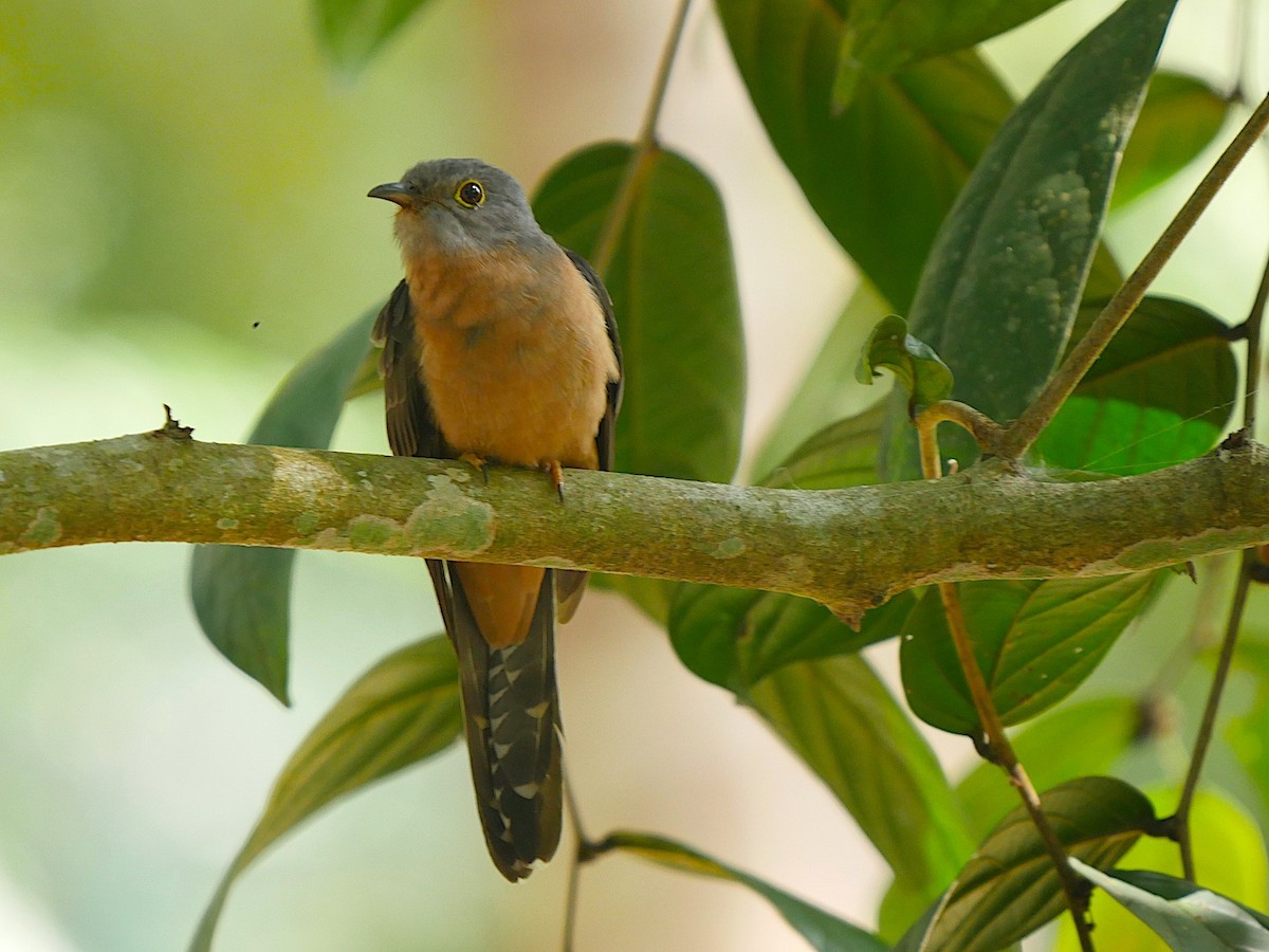 Brush Cuckoo (Sunda) - ML211890271