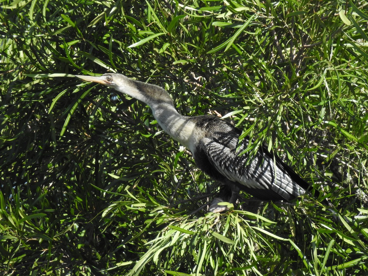 Anhinga - ML211890381