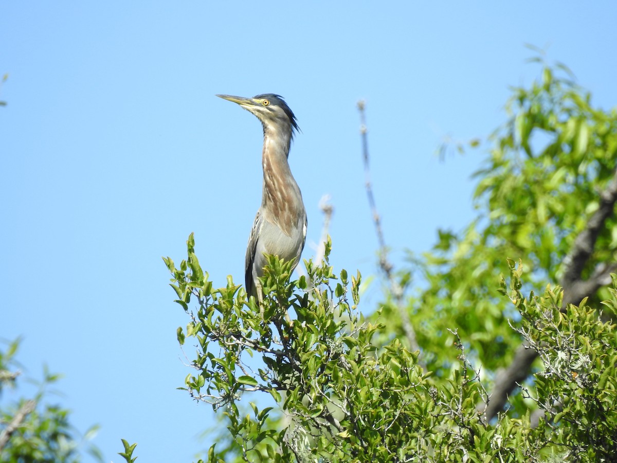 Striated Heron - ML211890641