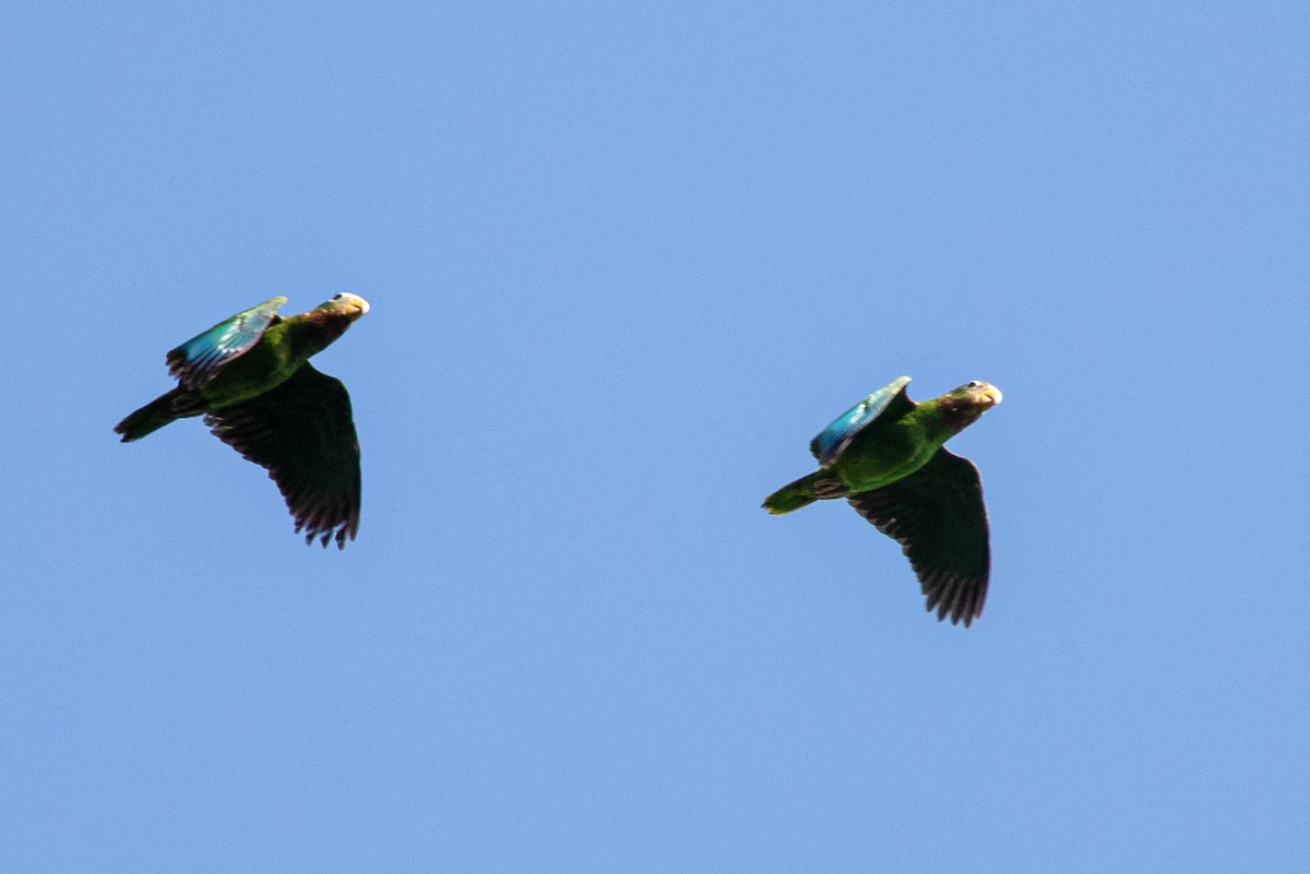 Yellow-billed Parrot - ML211890851