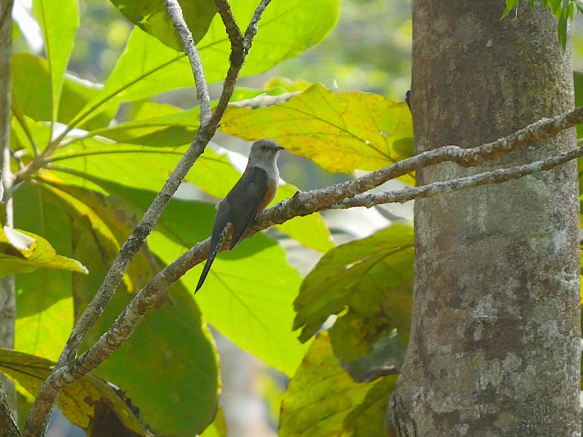 Plaintive Cuckoo - ML211891351