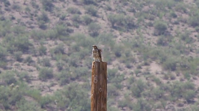 Gray Hawk - ML211891851