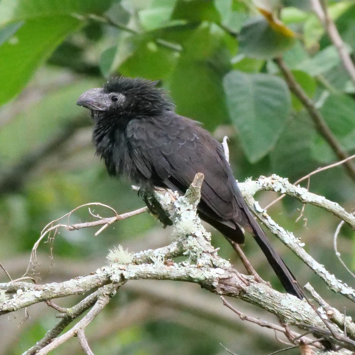 Groove-billed Ani - Mike Grant