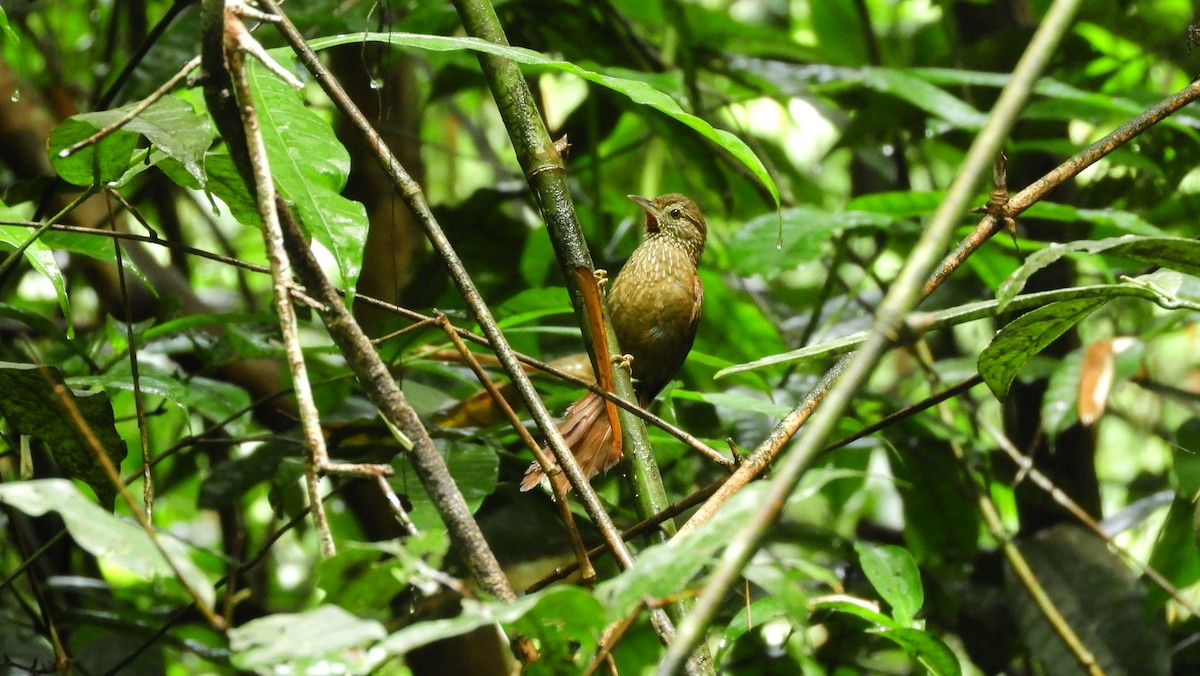 ノドアカマルオカマドドリ - ML211894331