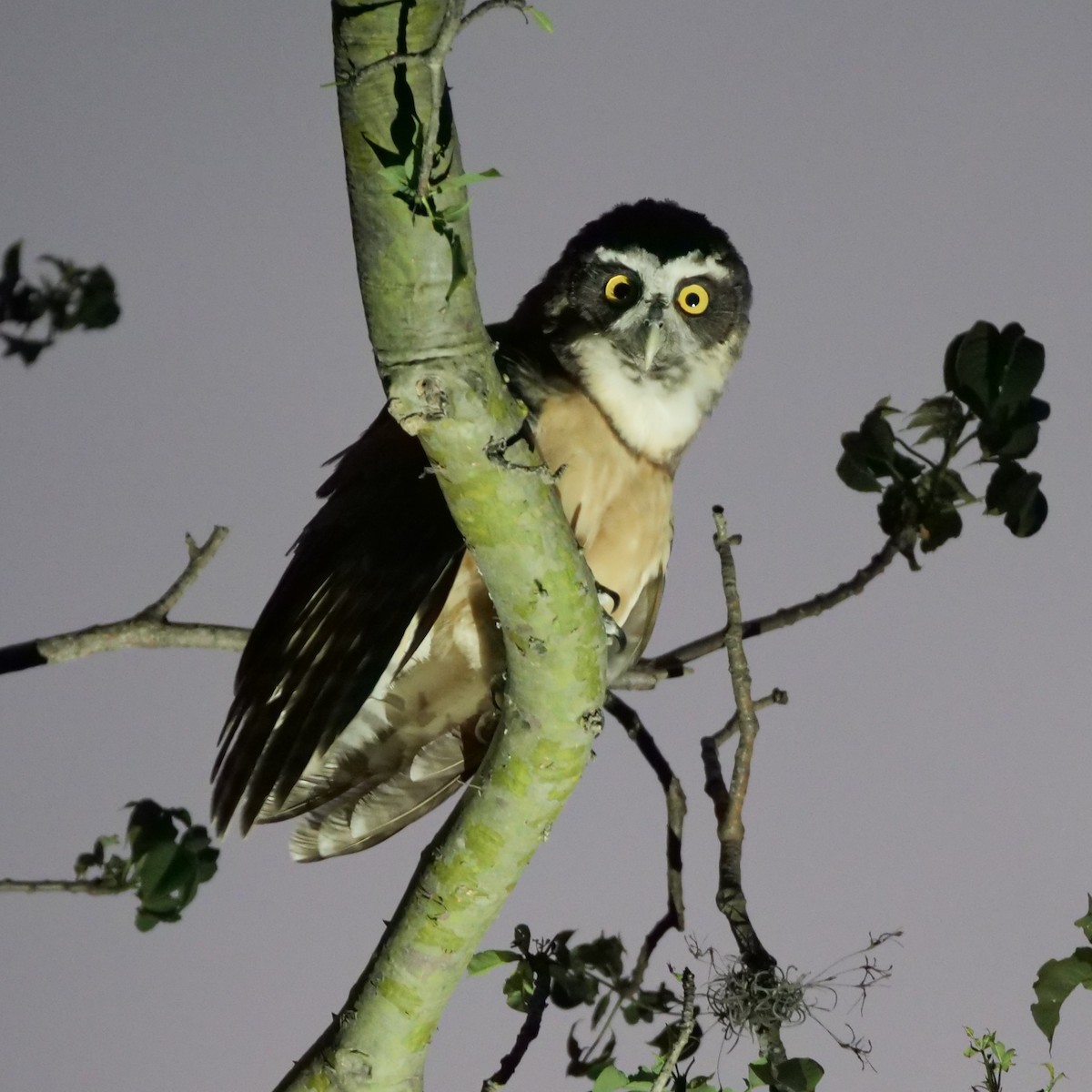 Spectacled Owl - ML211894711