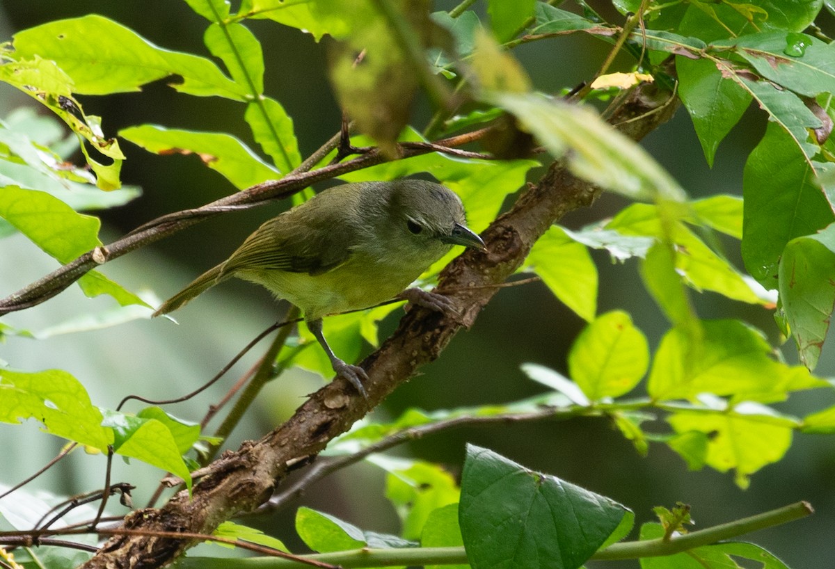 Blue Mountain Vireo - Suzanne Labbé