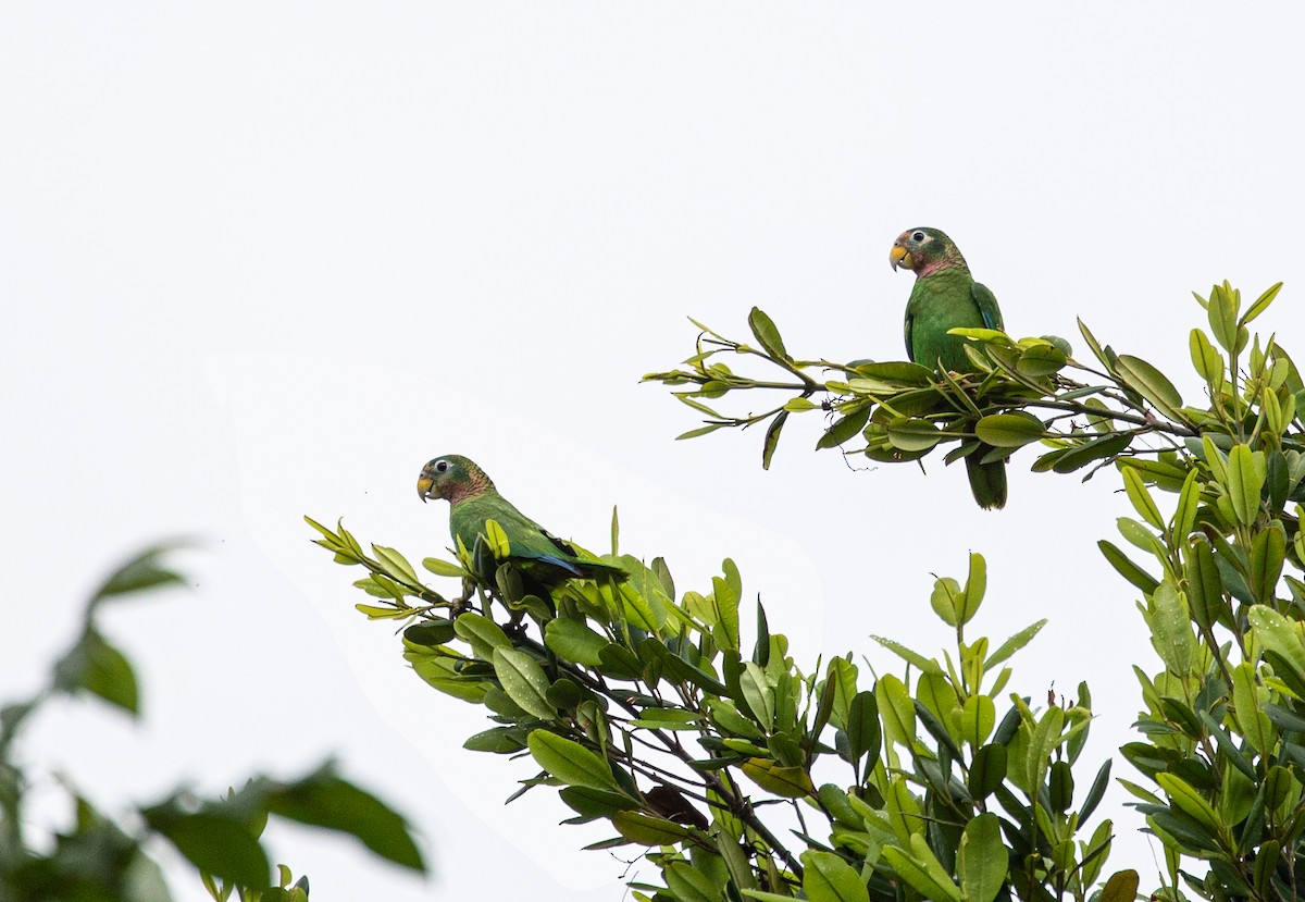 Yellow-billed Parrot - ML211895011