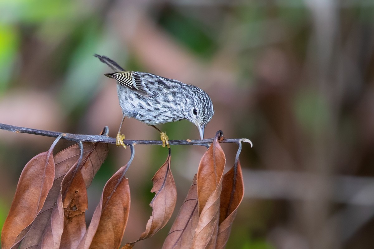 Arrowhead Warbler - ML211895071