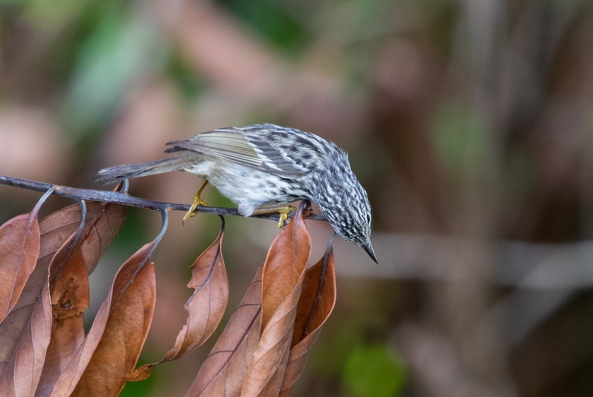 Arrowhead Warbler - ML211895091