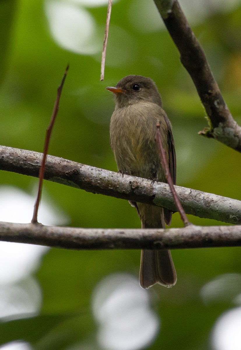 Jamaican Pewee - Suzanne Labbé