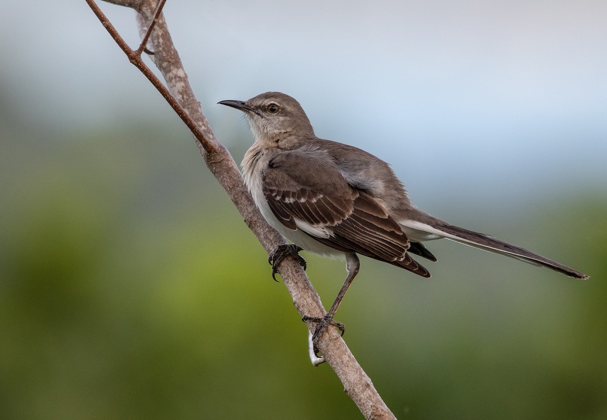 Northern Mockingbird - ML211895441