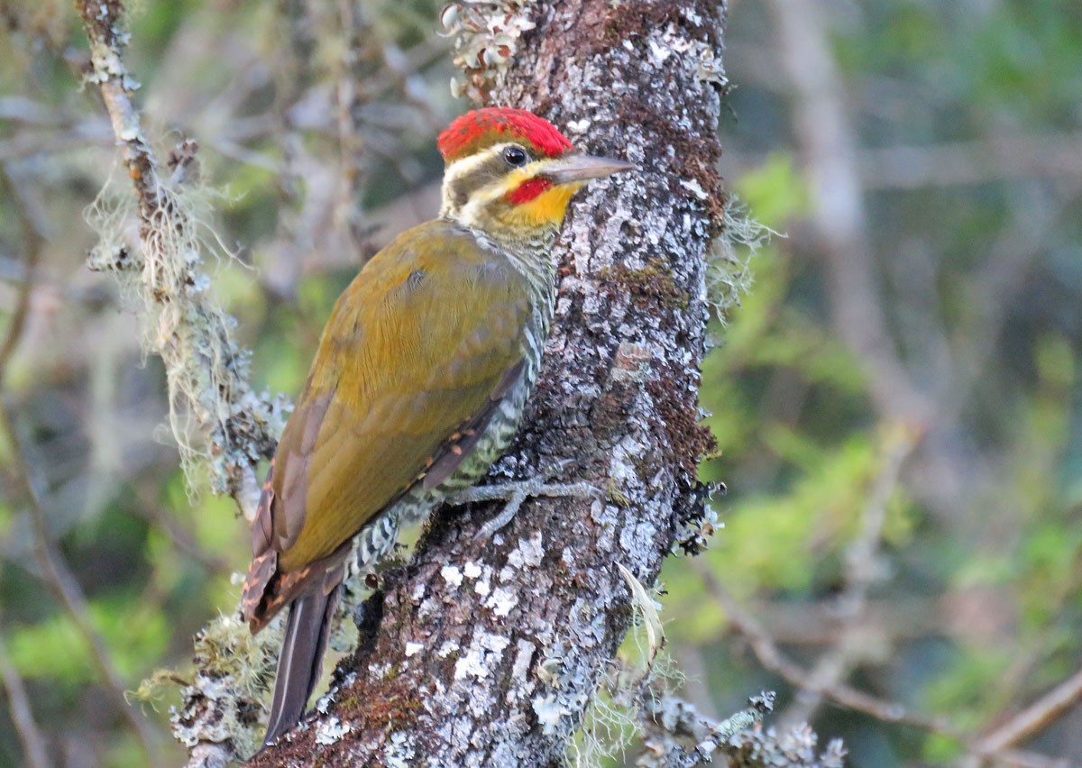White-browed Woodpecker - ML211896461
