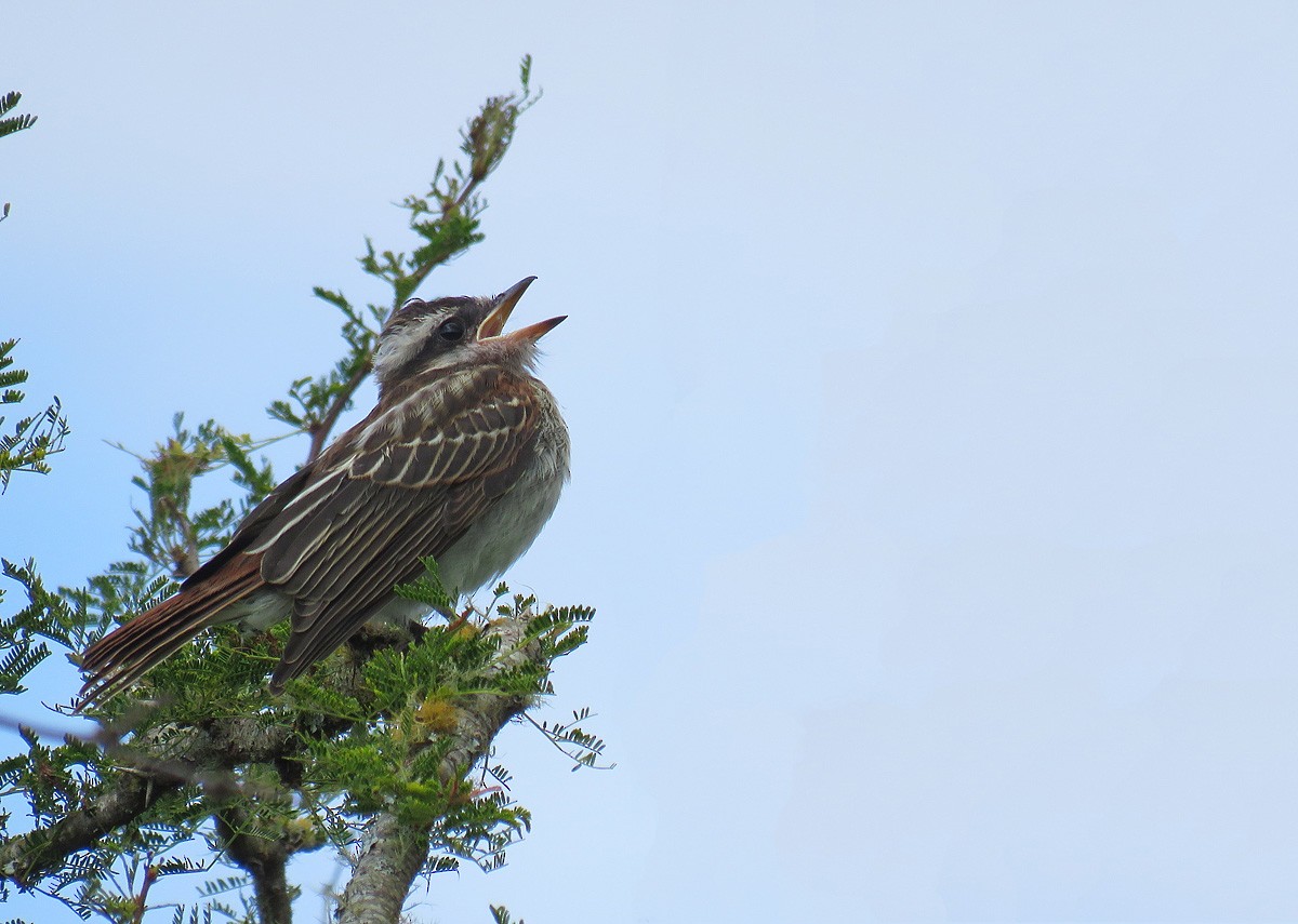 glennetyrann - ML211896691