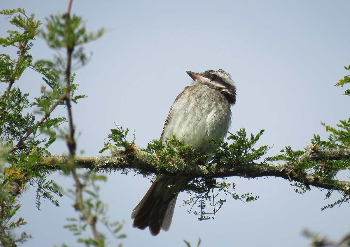 glennetyrann - ML211896711