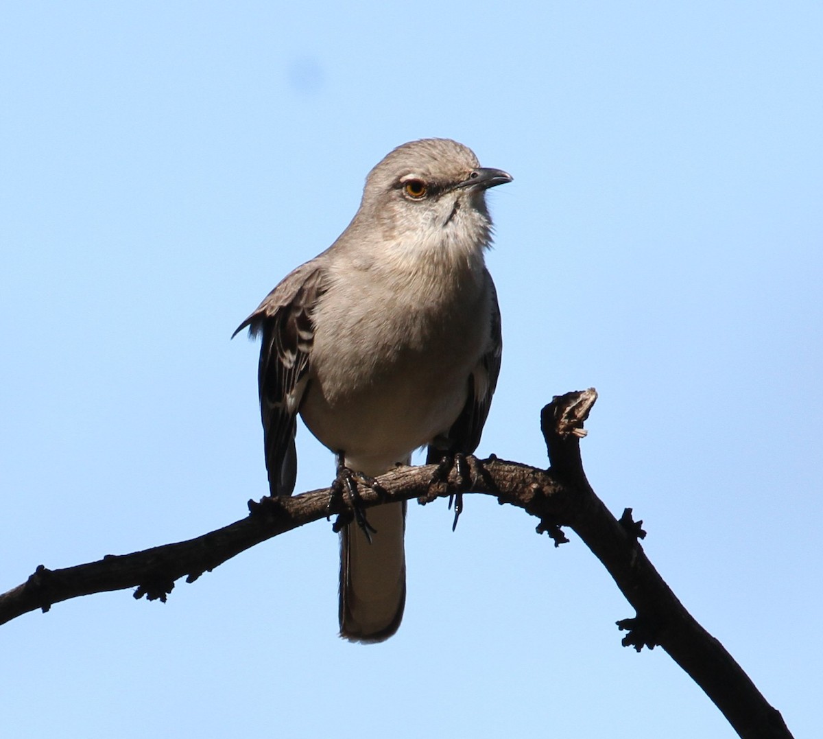 Northern Mockingbird - Don Coons