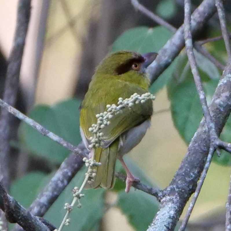Rufous-browed Peppershrike (Yellow-backed) - Mike Grant