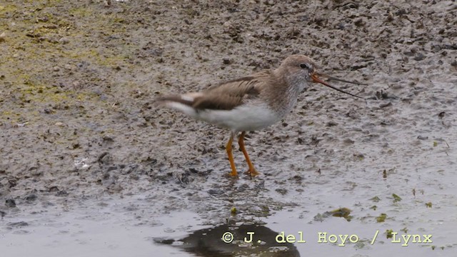 Terekwasserläufer - ML211897731