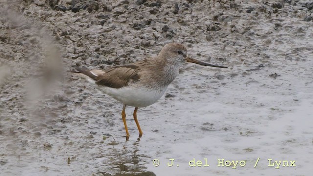 Terek Sandpiper - ML211897751