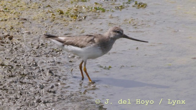 Terek Sandpiper - ML211897831