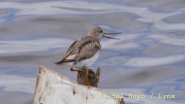 Terek Sandpiper - ML211897881