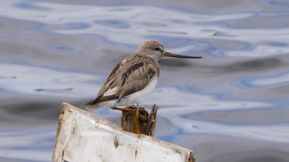 Terek Sandpiper - ML211898081