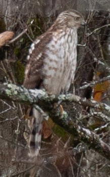 Cooper's Hawk - Melinda Fawver