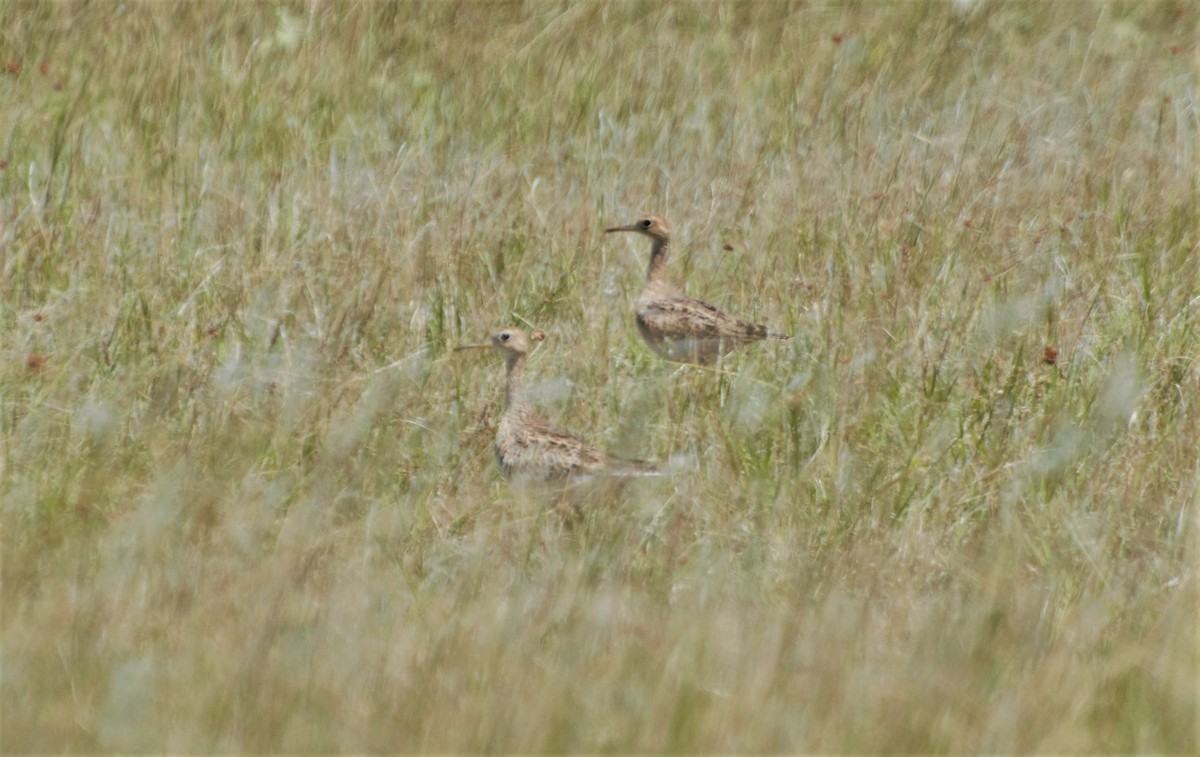 Upland Sandpiper - ML211899111