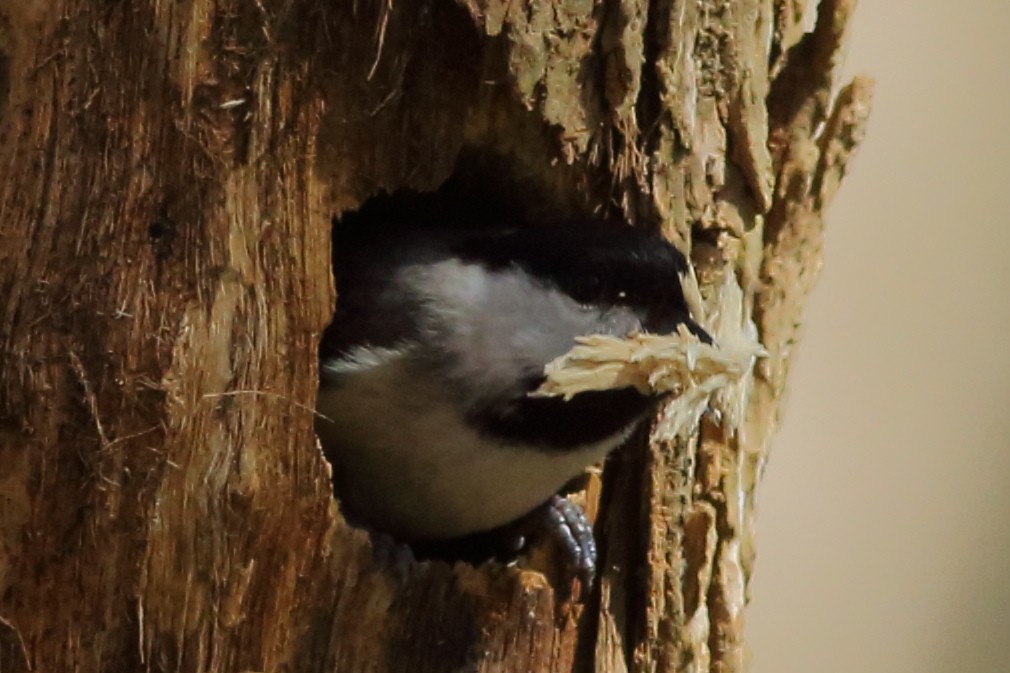 Carolina Chickadee - ML211899621