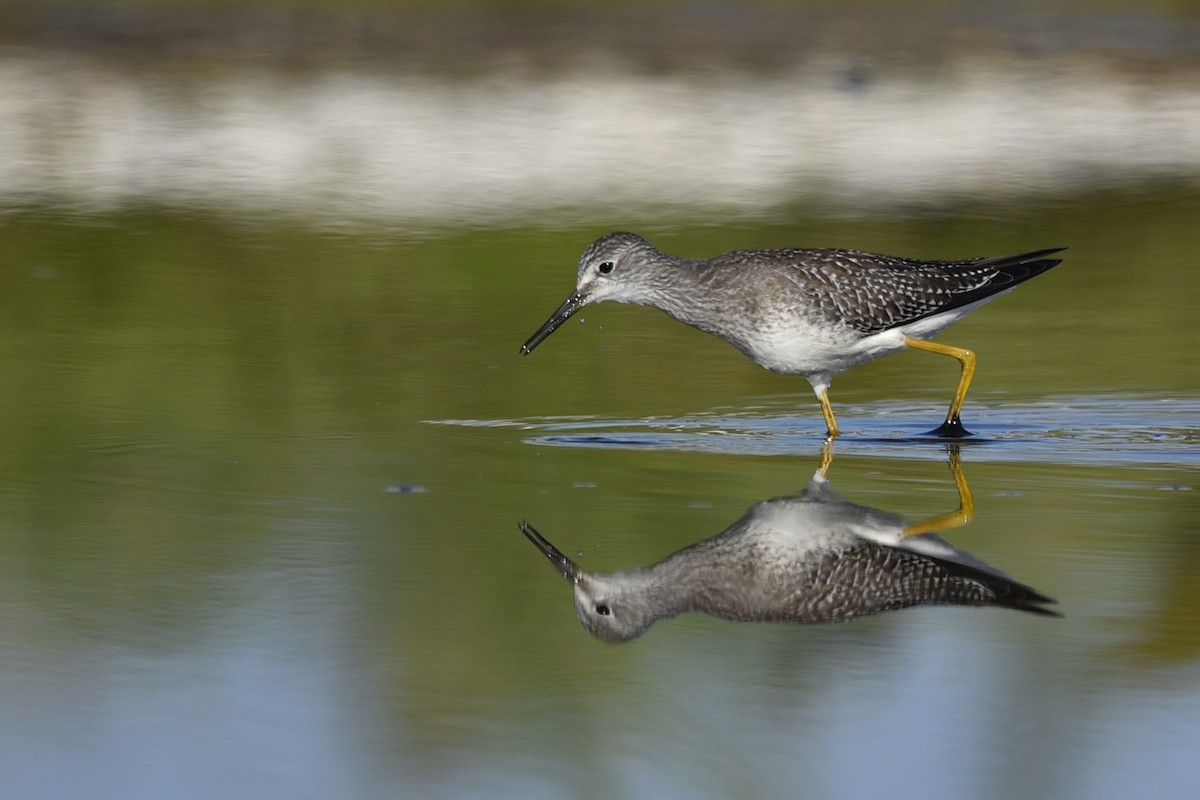 Lesser Yellowlegs - ML211905861