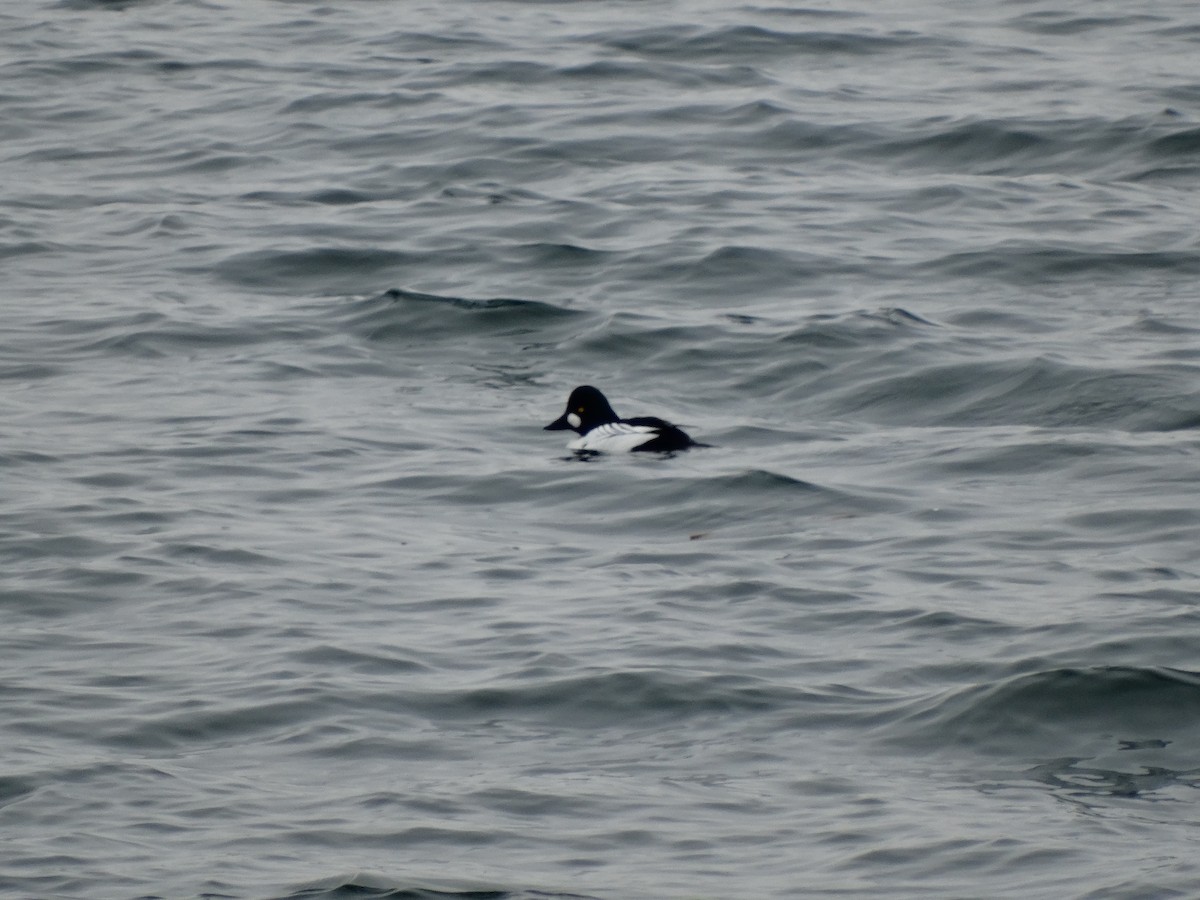 Common Goldeneye - ML211906541