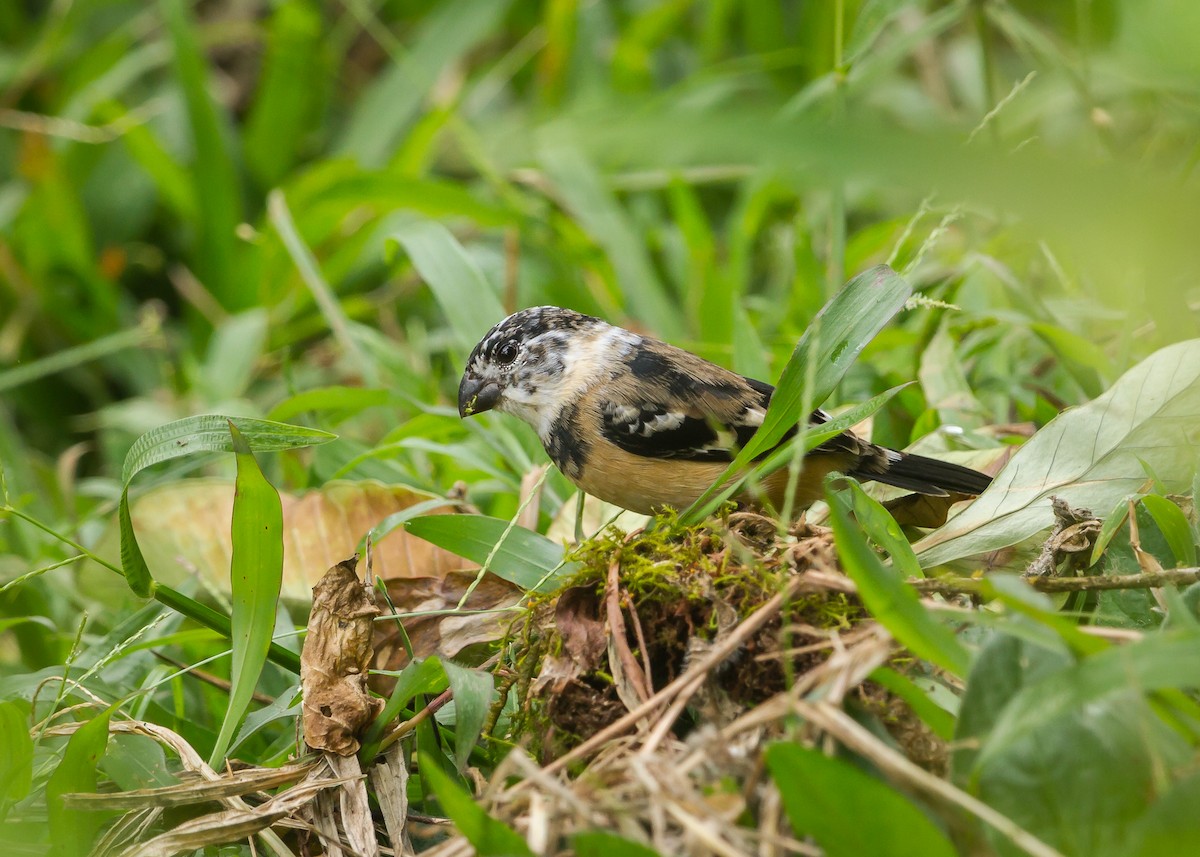 Morelet's Seedeater - ML211906681