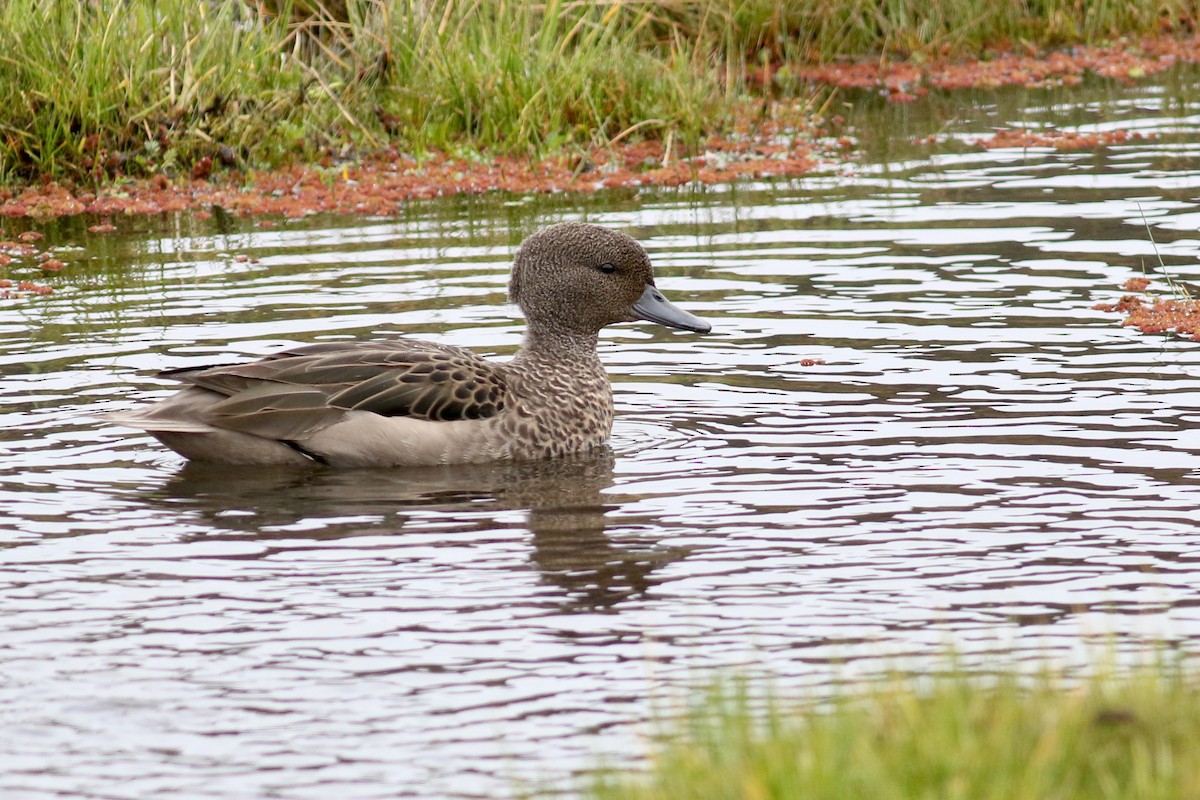 Andean Teal (Andean) - ML211909561