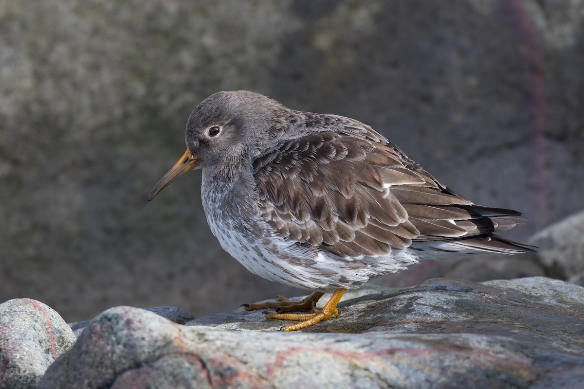 Purple Sandpiper - Lyall Bouchard