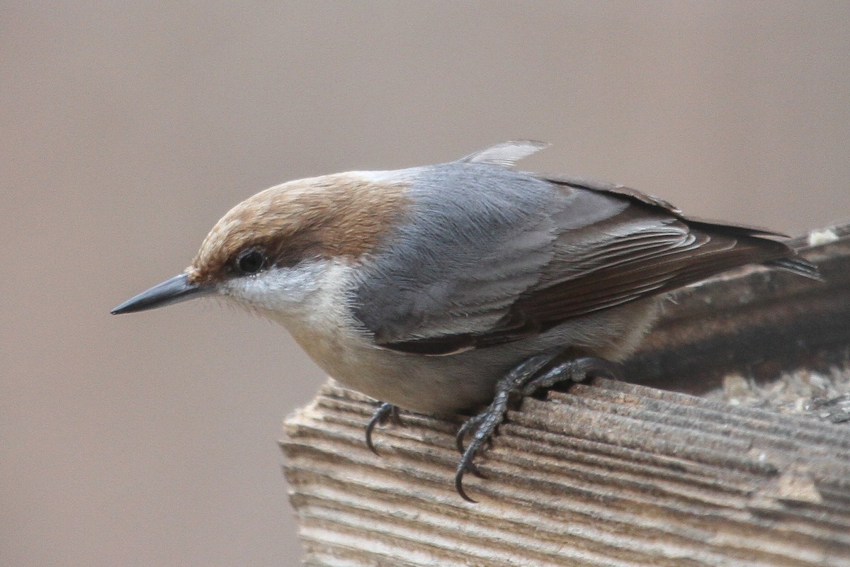 Brown-headed Nuthatch - ML211911481