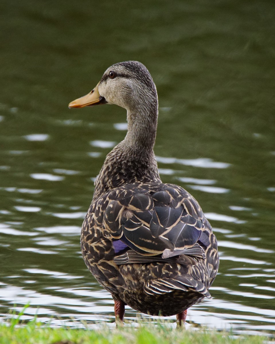 Mottled Duck (Florida) - ML211913161