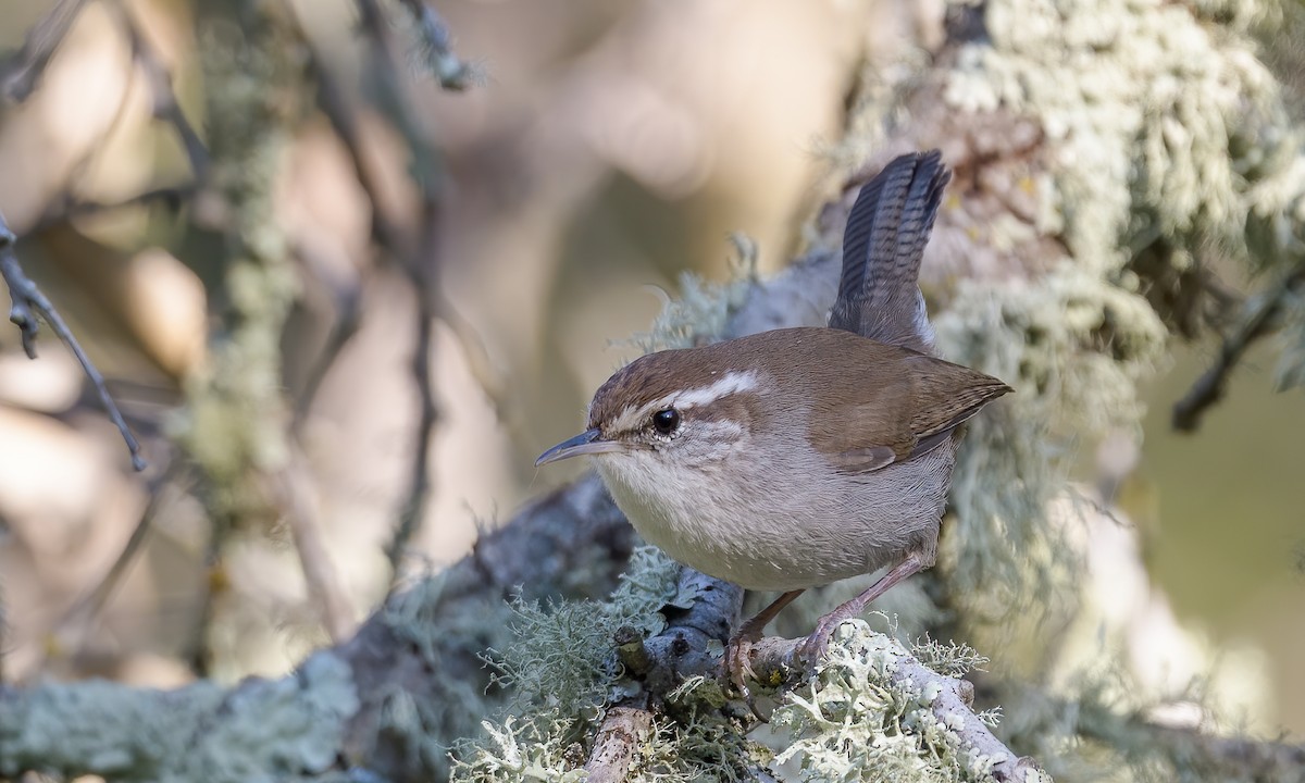 Bewick's Wren - Becky Matsubara