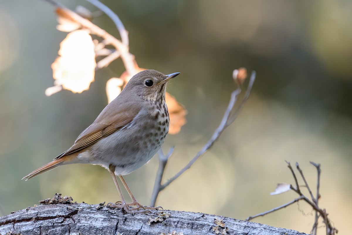 Hermit Thrush - Becky Matsubara