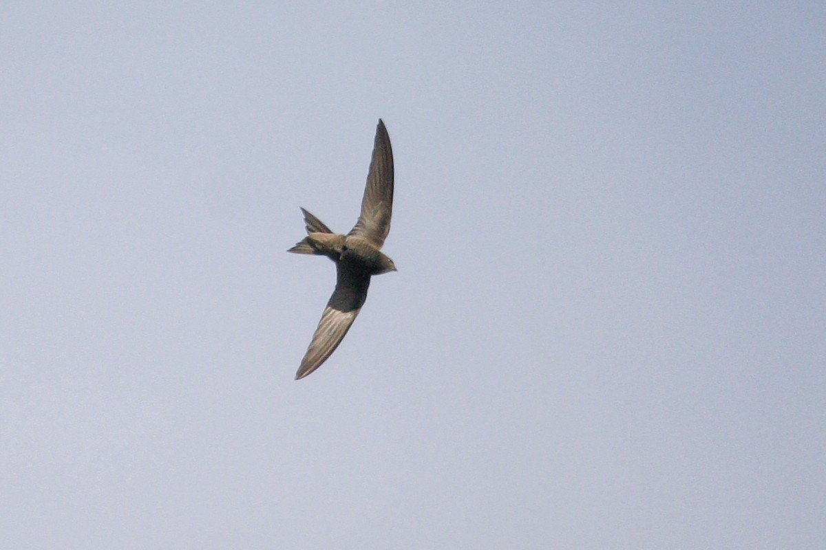 Pallid Swift - ML211914891