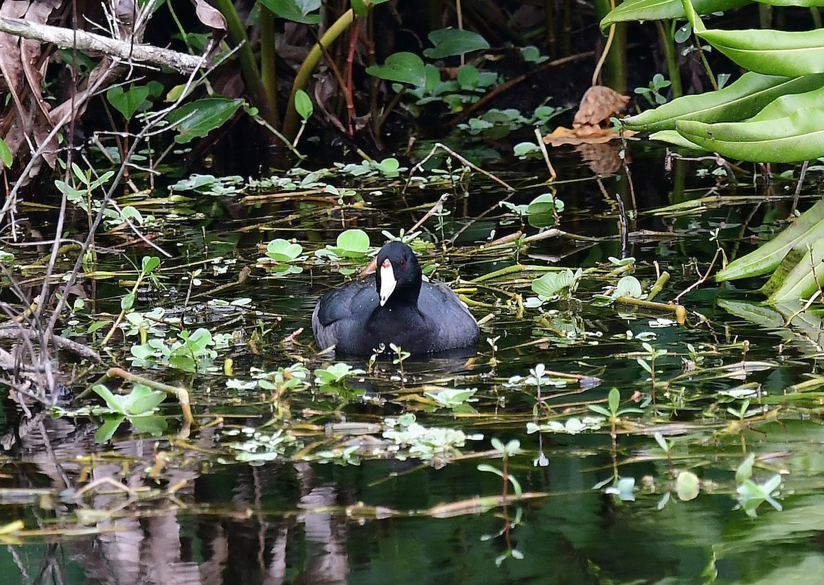 American Coot - ML211917901