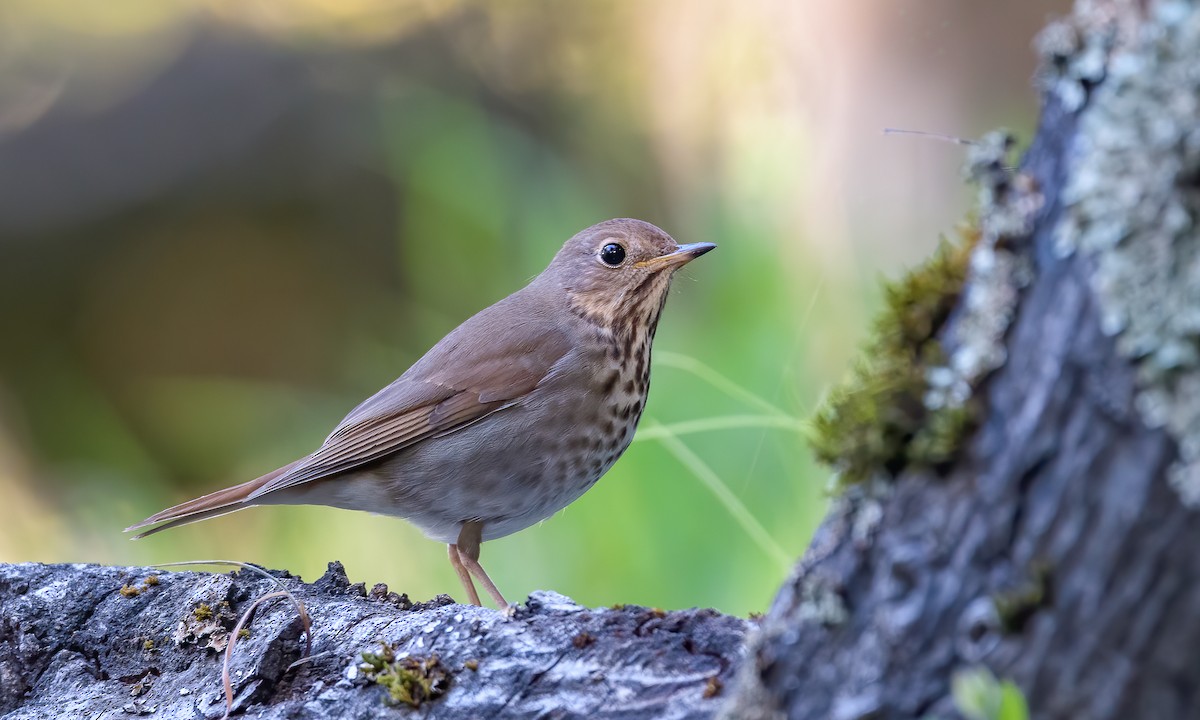 Hermit Thrush - ML211917911