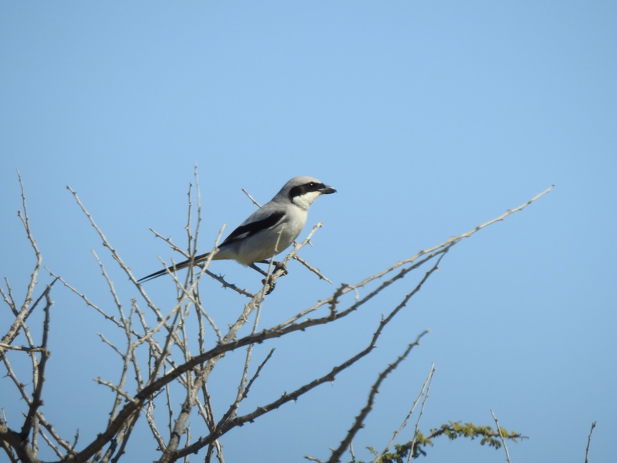 Great Gray Shrike (Arabian) - ML211918781