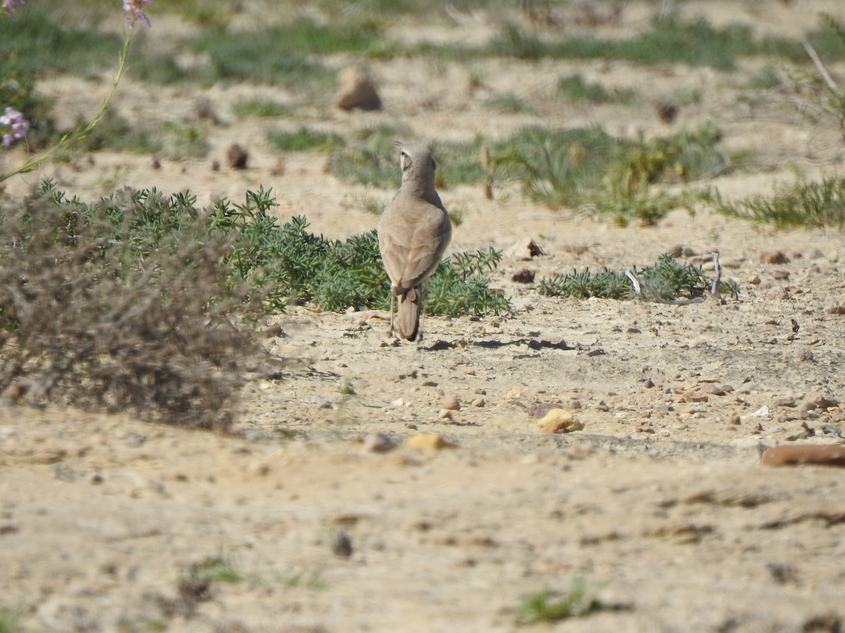 Greater Hoopoe-Lark - ML211919731