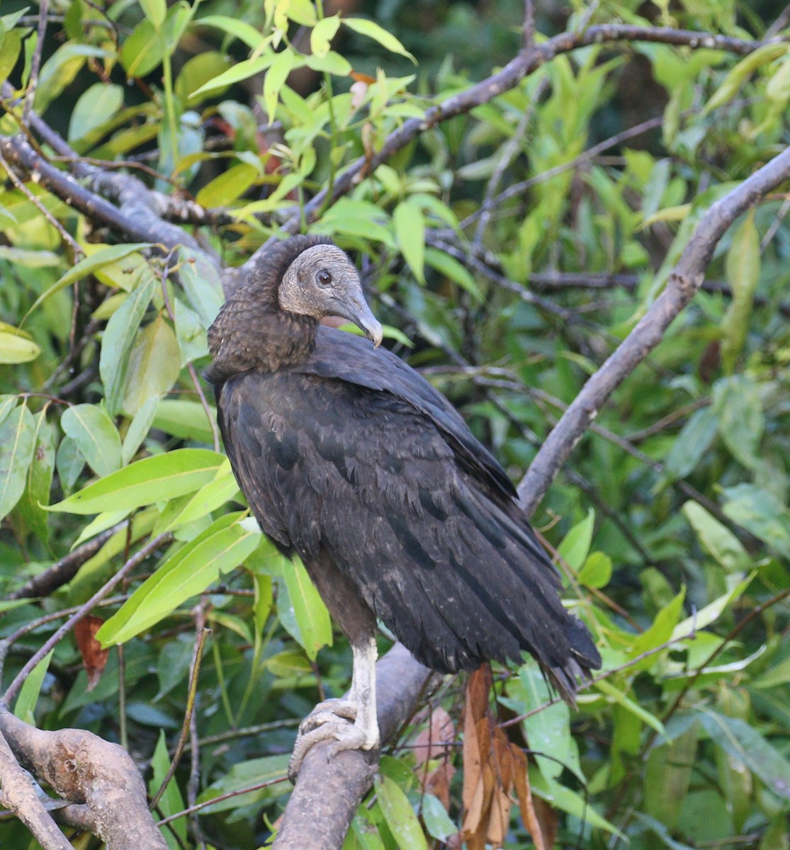 Black Vulture - simon walkley