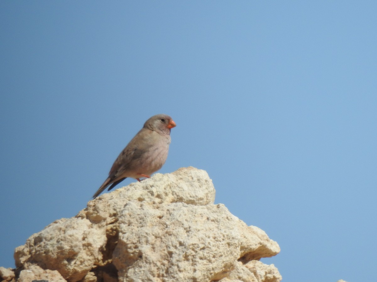 Trumpeter Finch - ML211922161