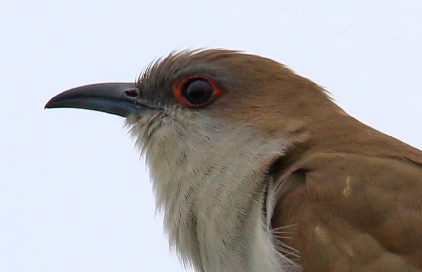 Black-billed Cuckoo - Mark Dennis