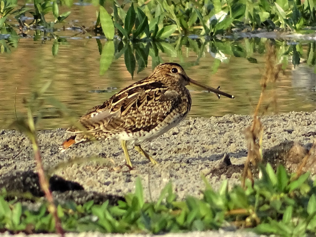 Latham's Snipe - Richard Murray