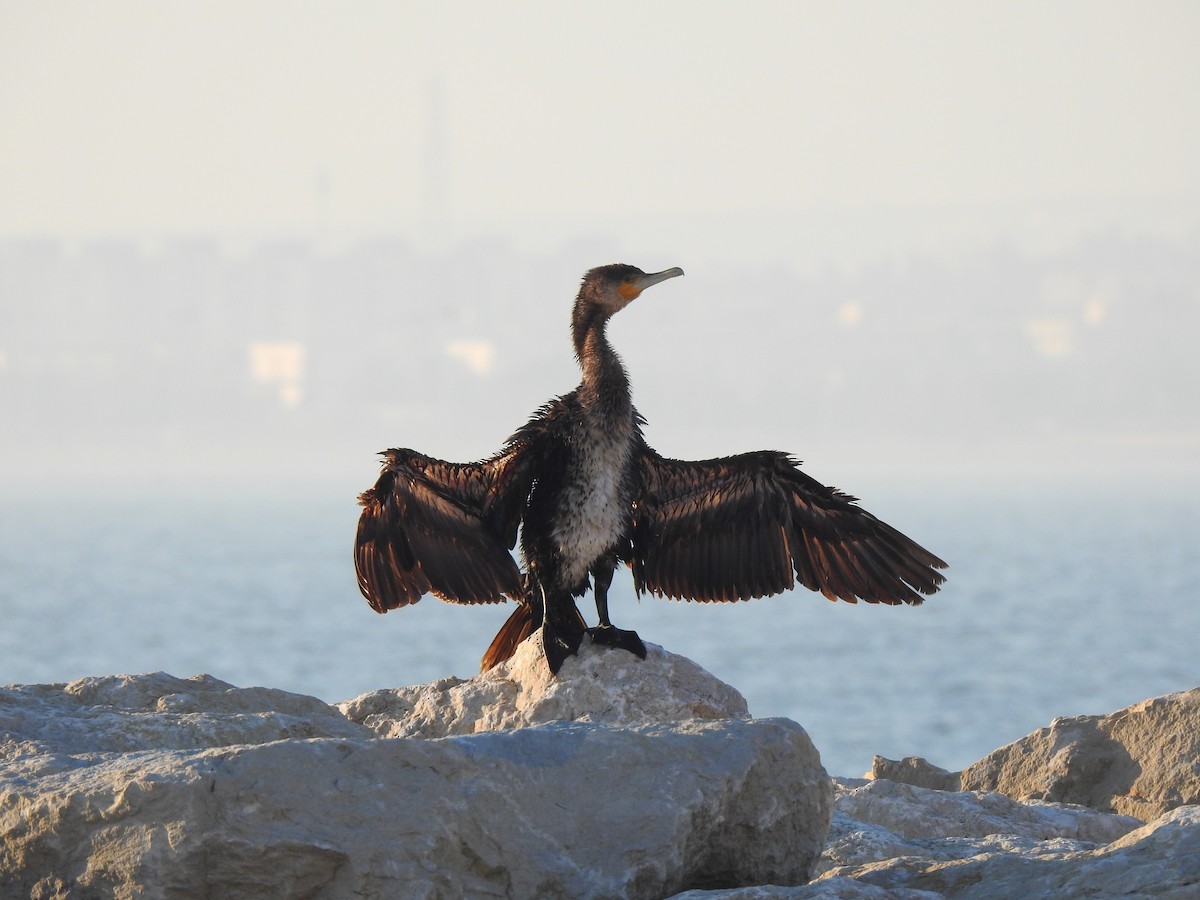 Great Cormorant - ML211924921