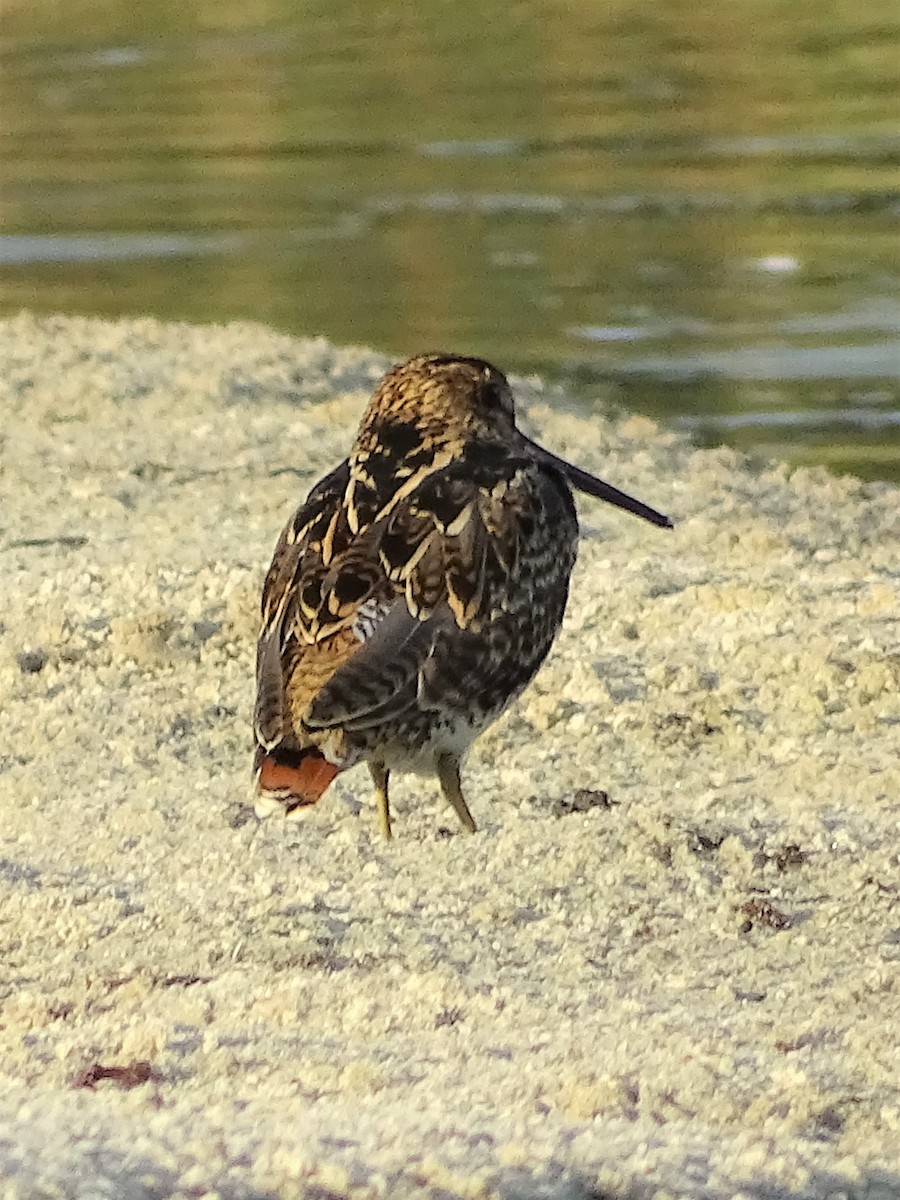 Latham's Snipe - ML211925931